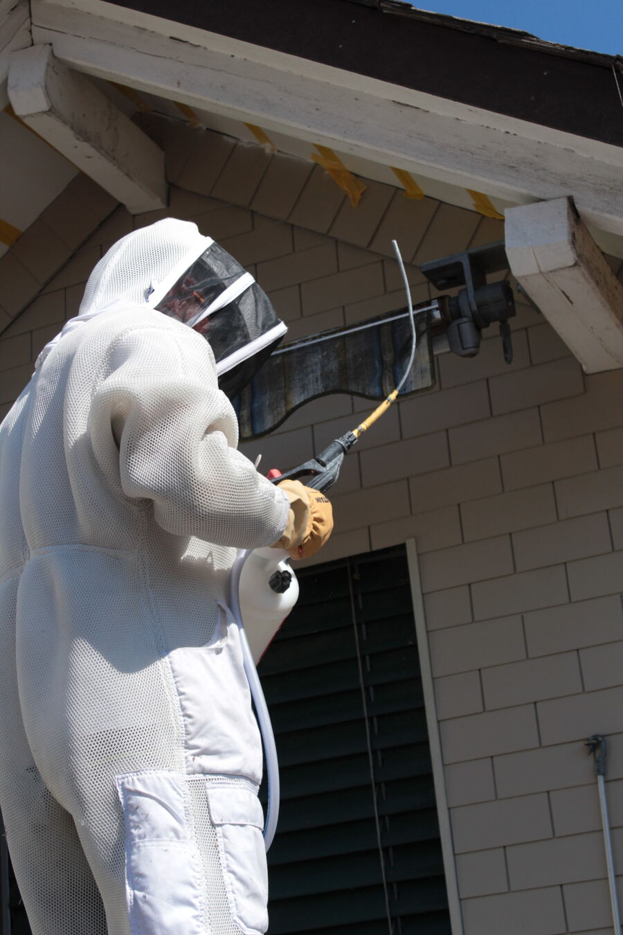 Bee-removal-tree-bees-in-the-garden.jpg