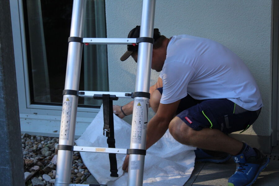 Relocate bees & remove bee nest