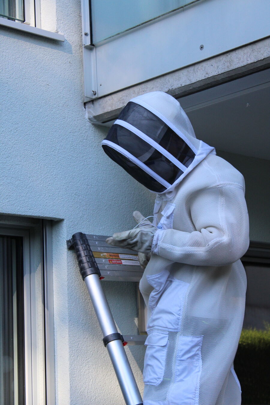 Relocate bees & remove bee nest