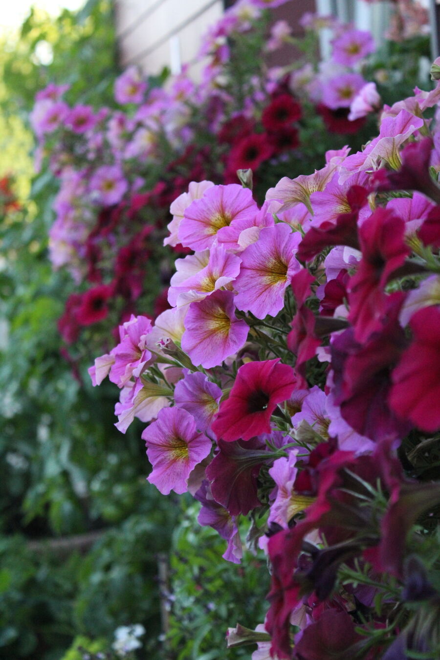 Bee nest at the house remove