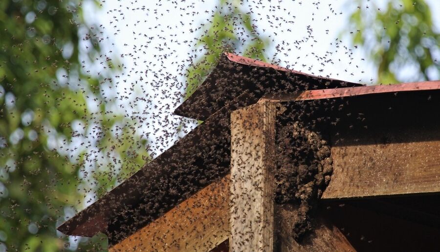 bee-nest-at-the-house-remove.jpg