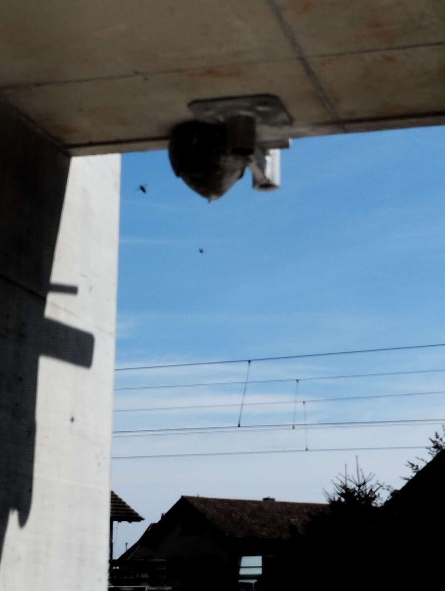 Bee nest at the house remove