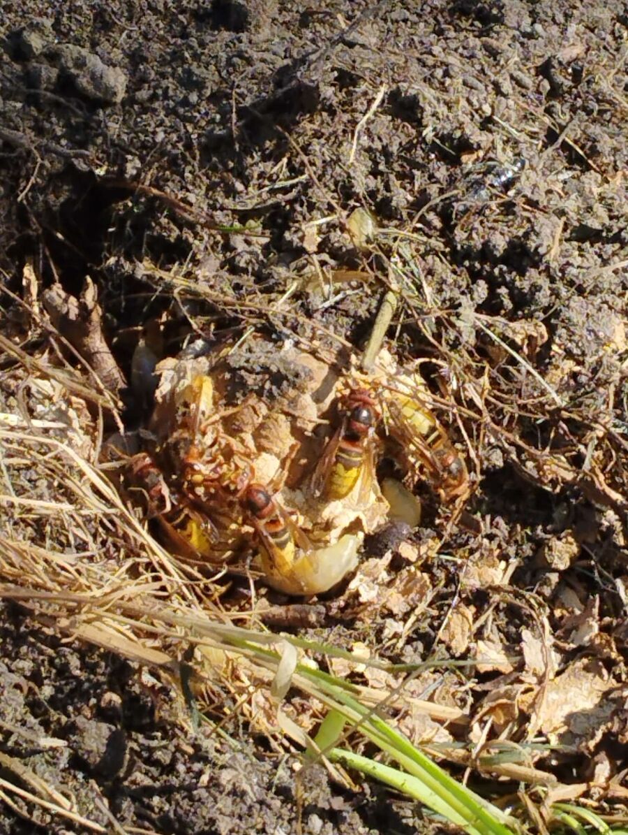 Bee nest at the house remove