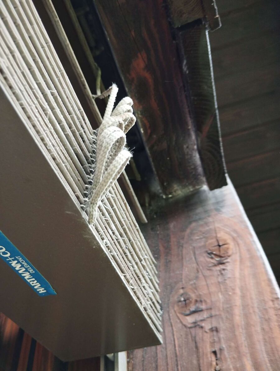 Relocate bees & remove bee nest