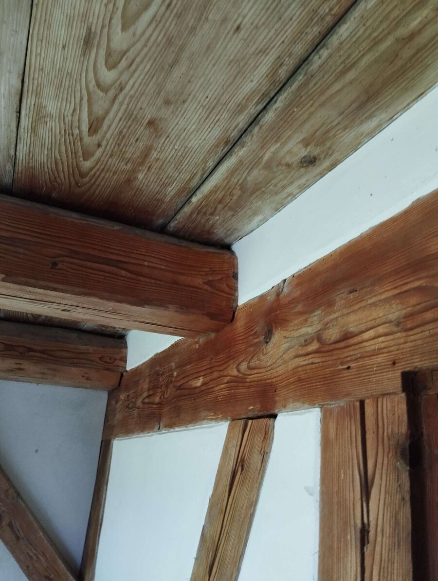 Relocate bees & remove bee nest