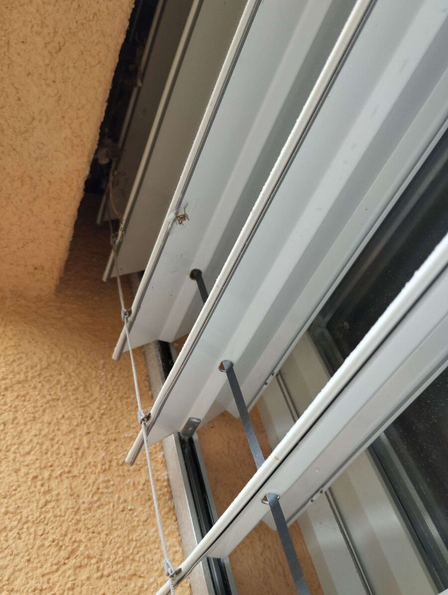 Bee nest at the house remove