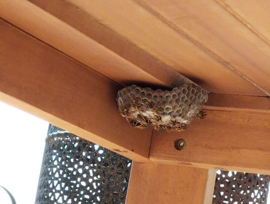 Bee nest at the house remove