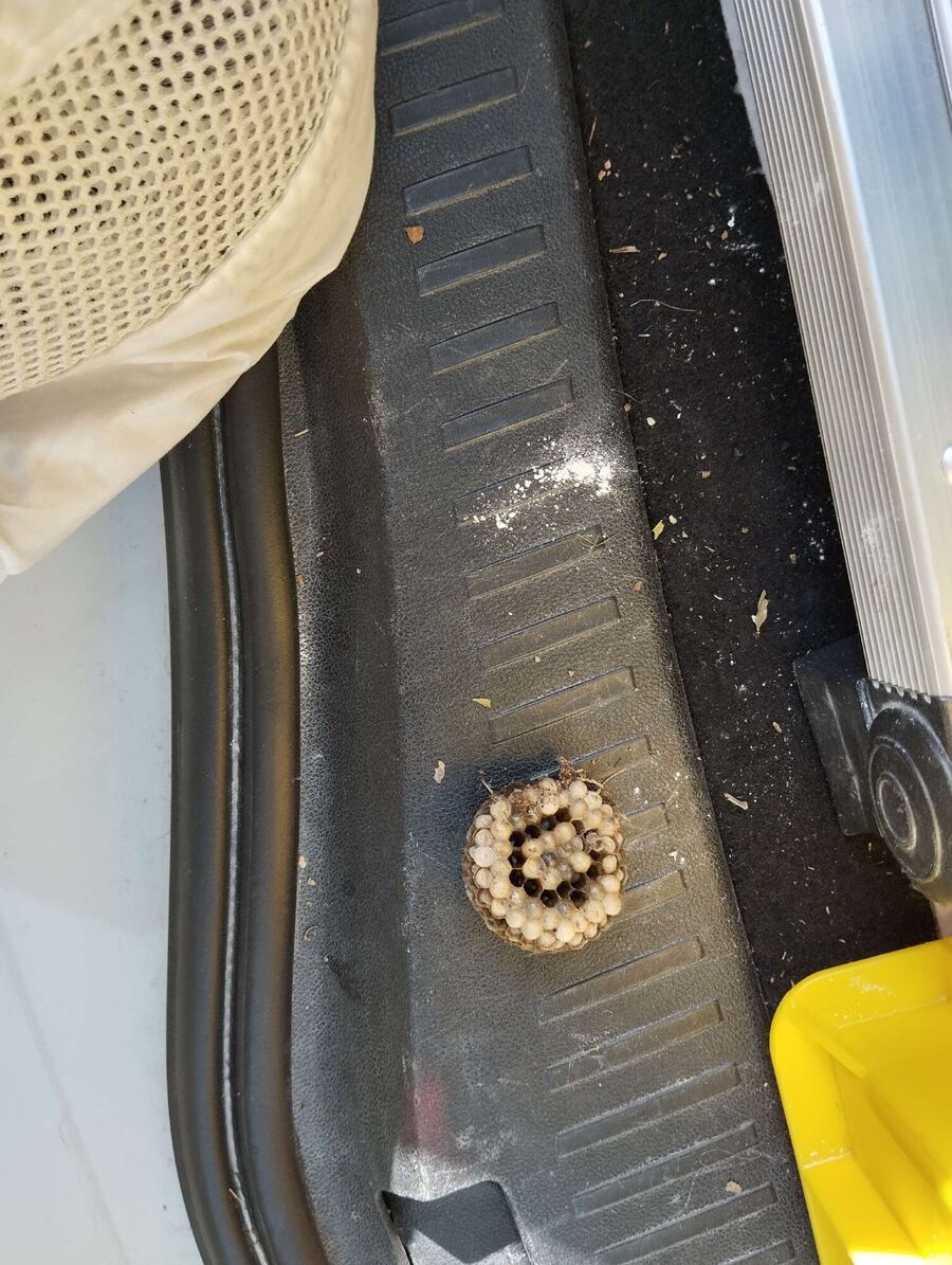 Remove bee nest