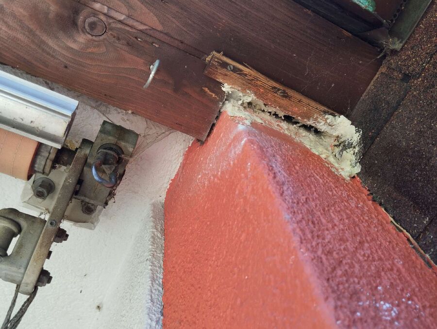 Relocate bees & remove bee nest