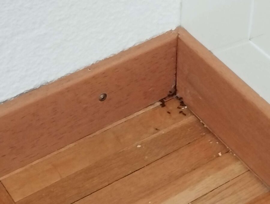 Bee nest at the house remove