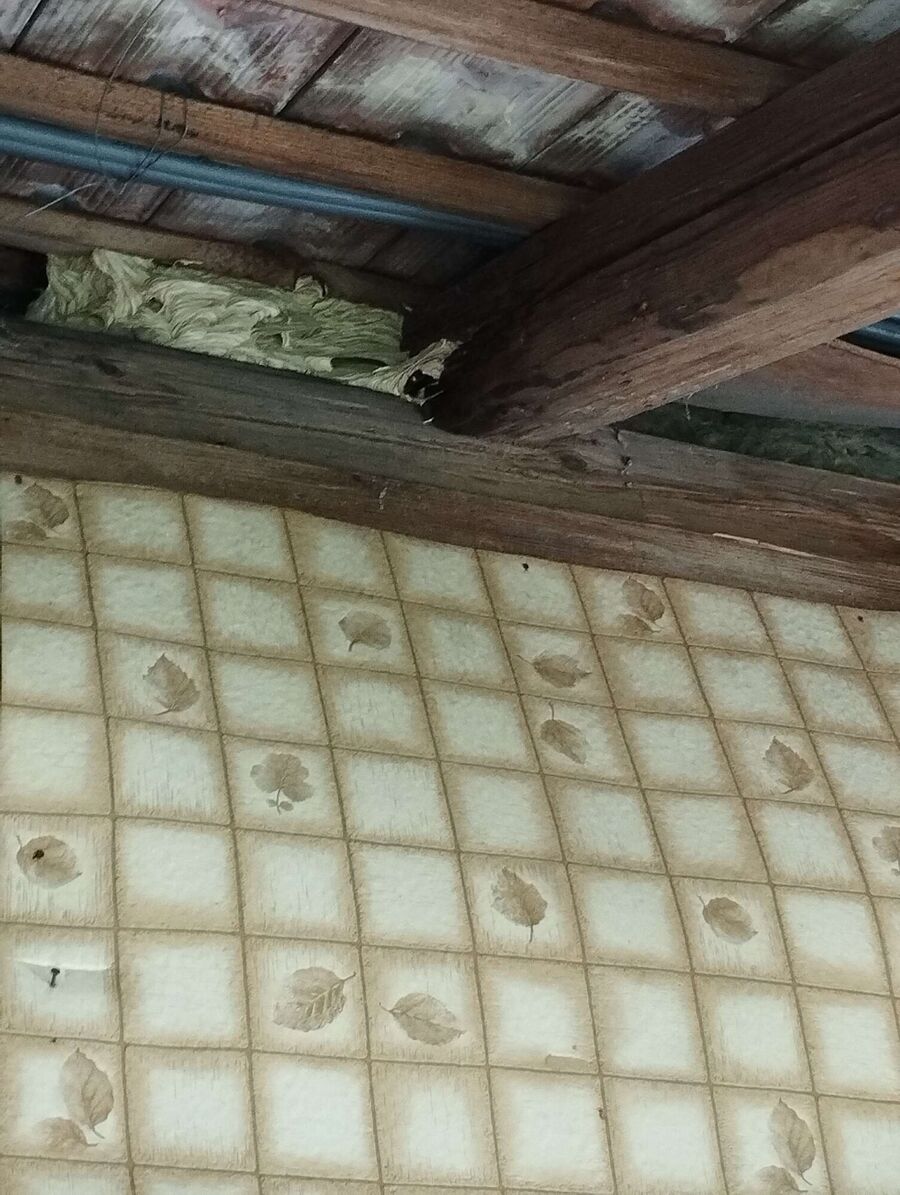 Remove bee nest