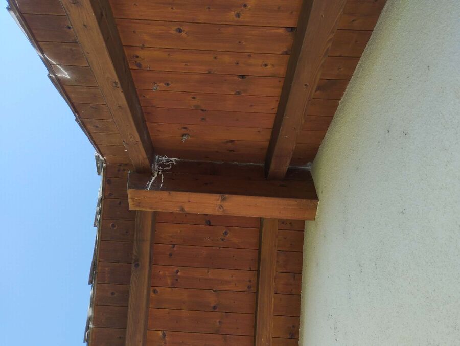 Relocate bees & remove bee nest