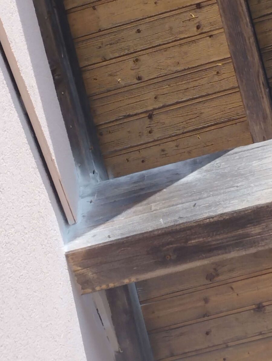 Relocate bees & remove bee nest