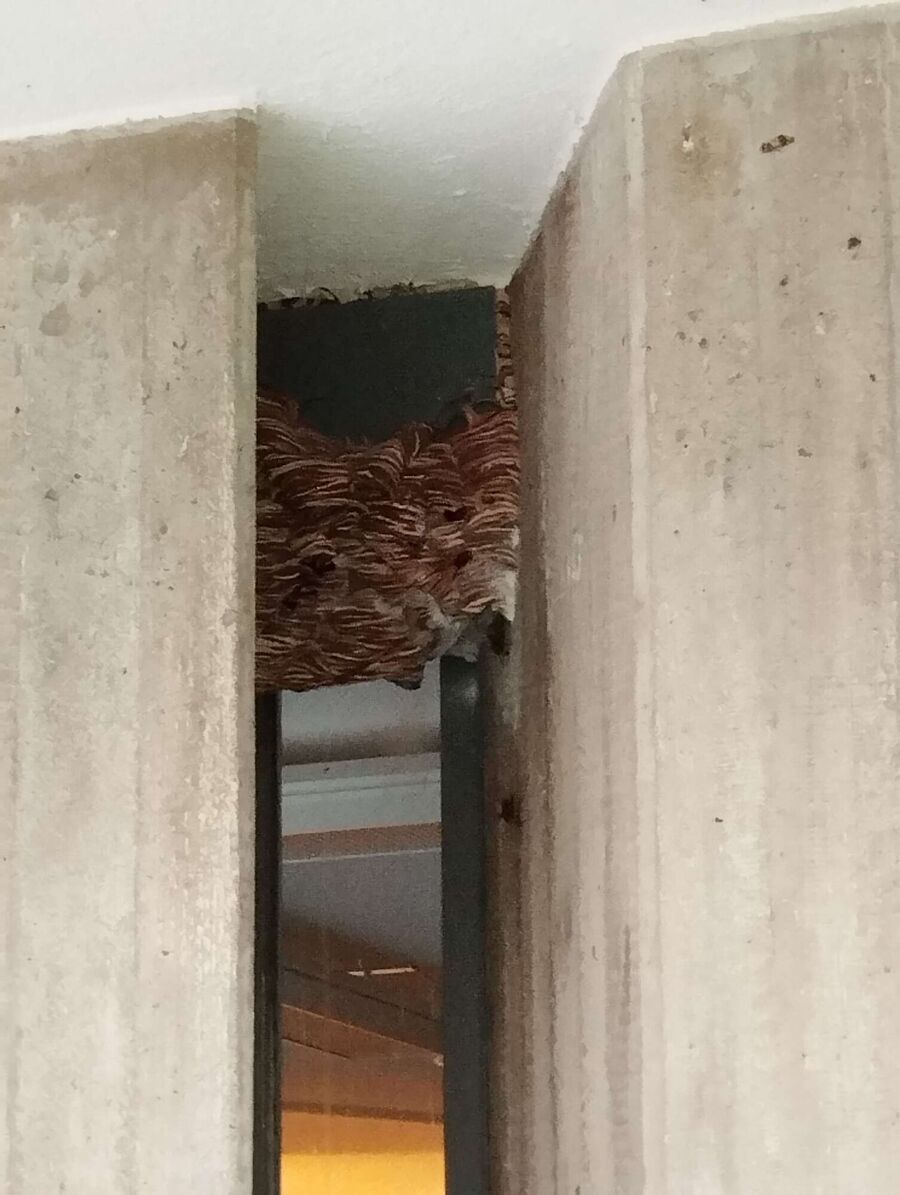 Bee nest at the house remove