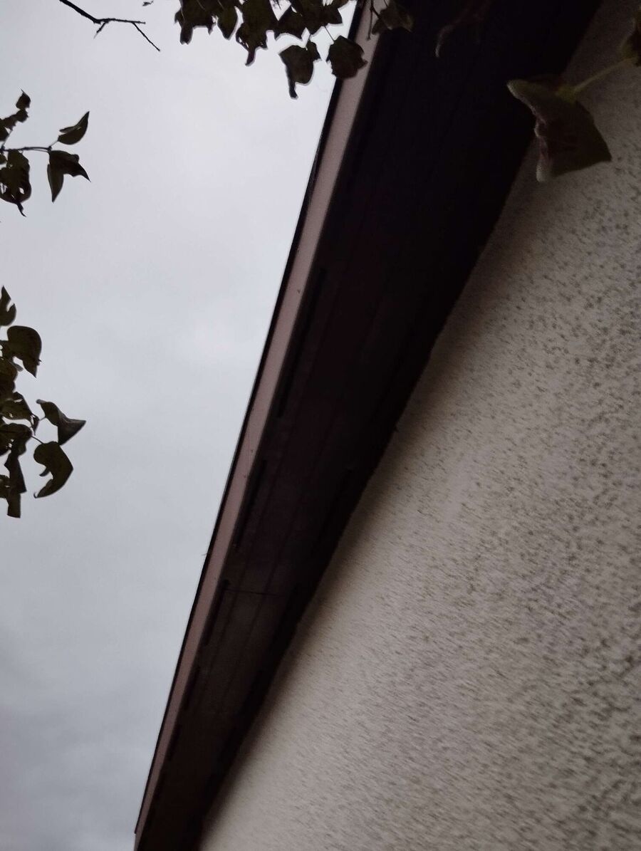 Relocate bees & remove bee nest