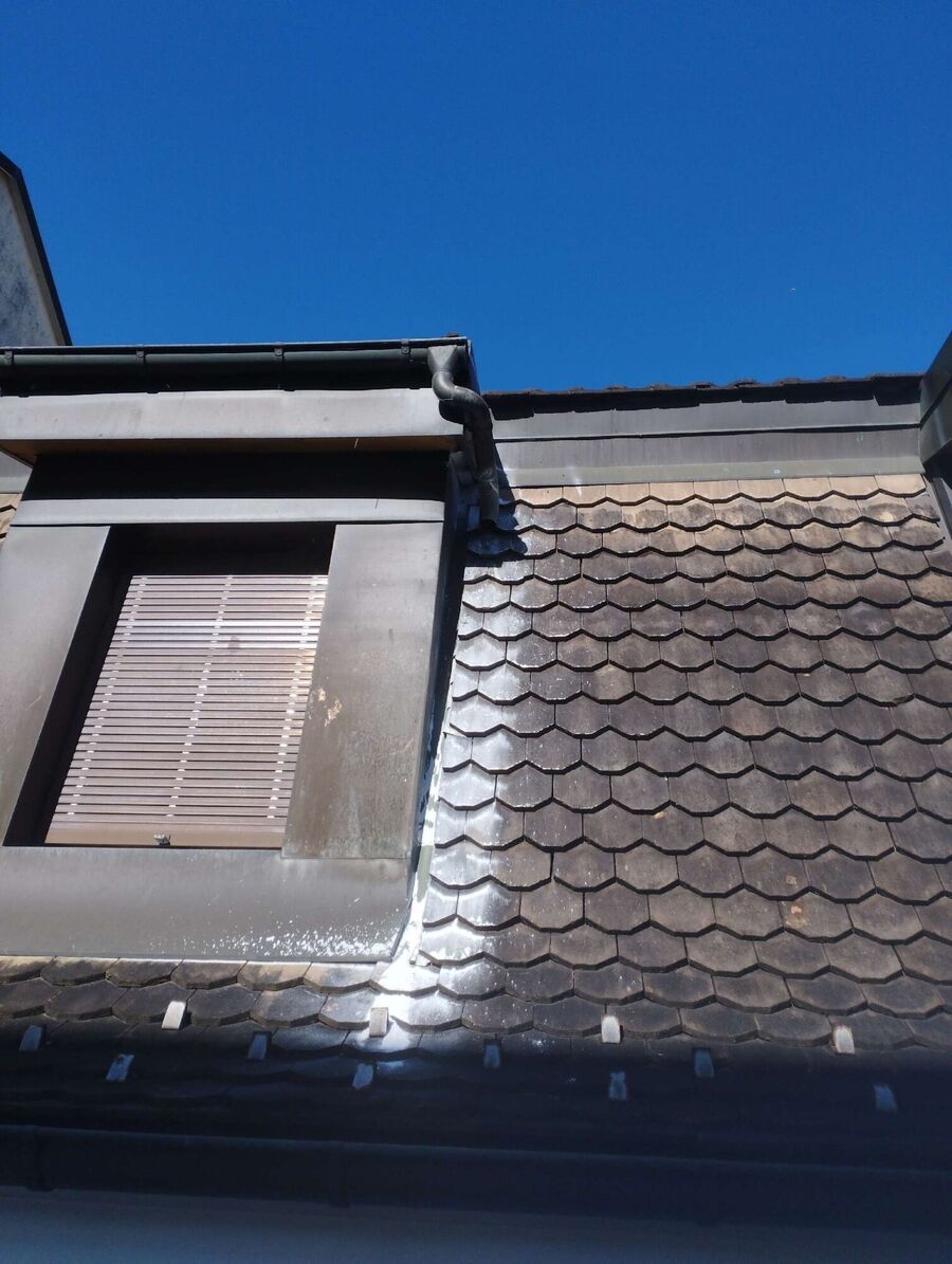 Bee nest at the house remove