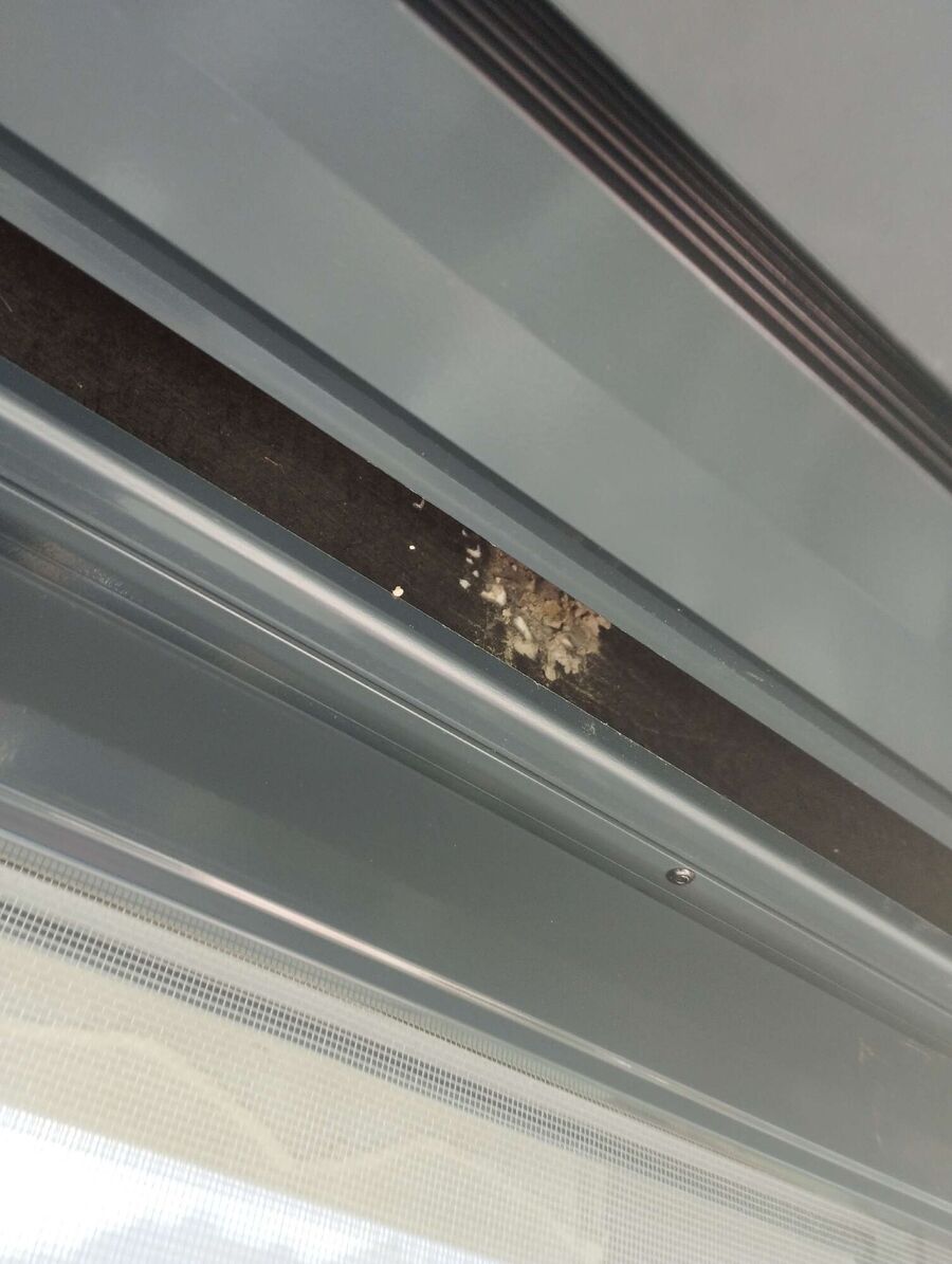 Bee nest at the house remove