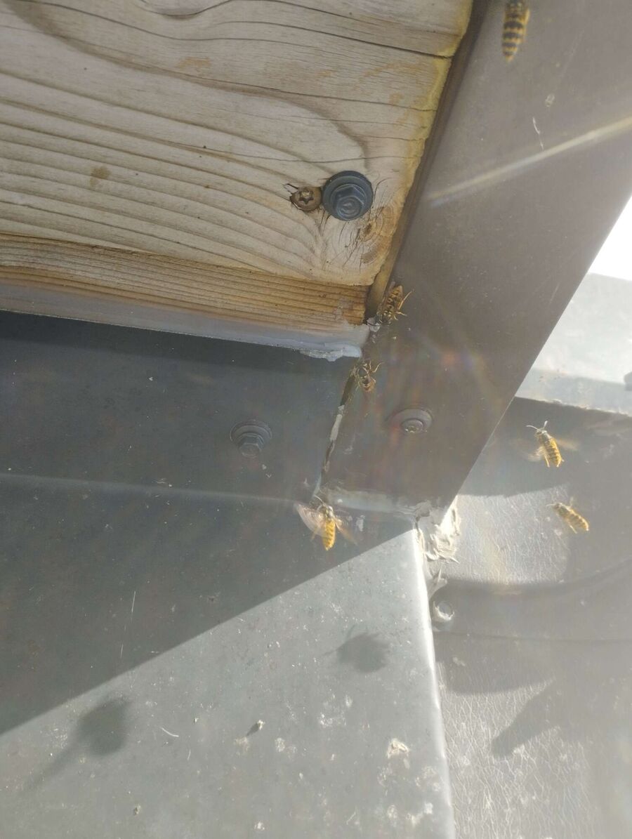 Remove bee nest