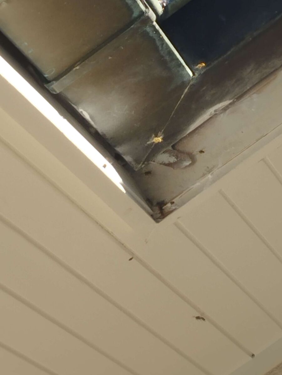 Bee nest at the house remove