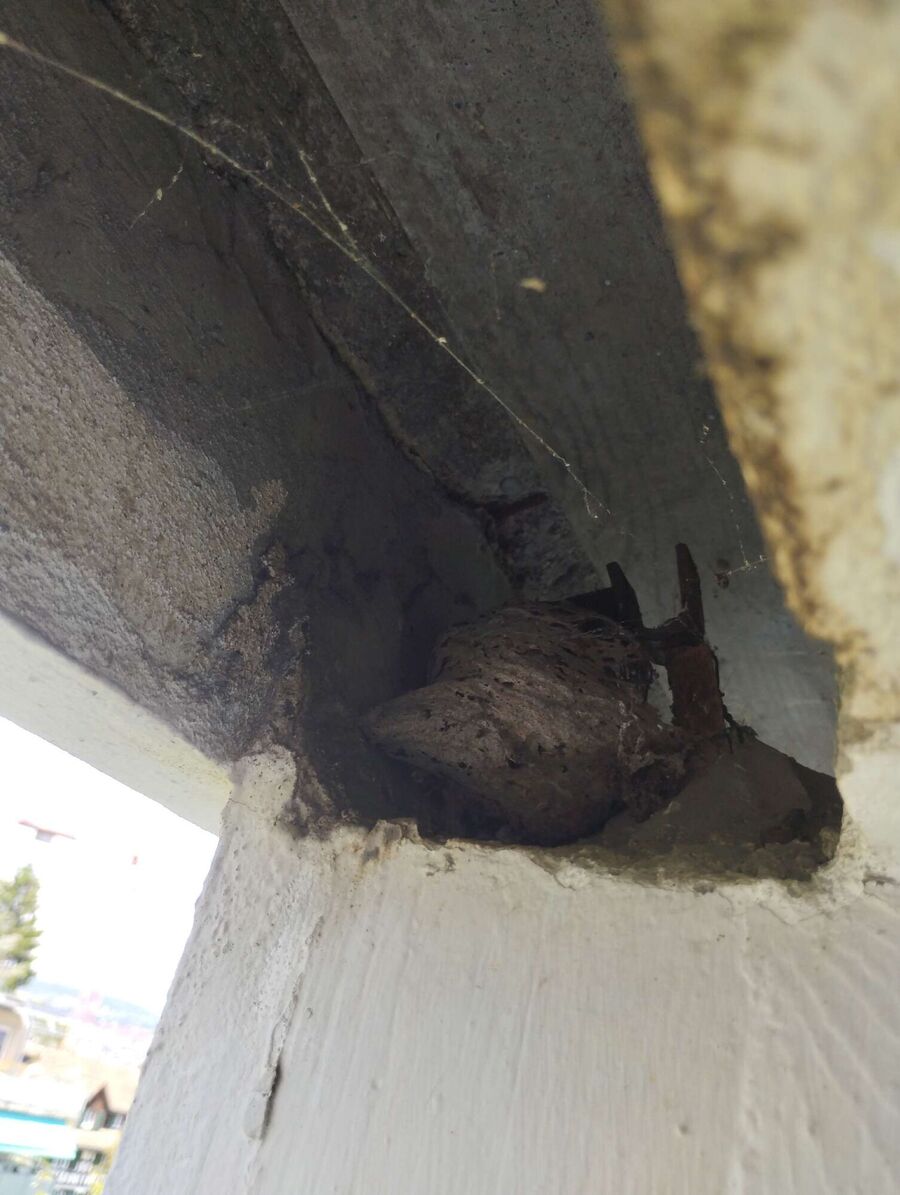 Relocate bees & remove bee nest