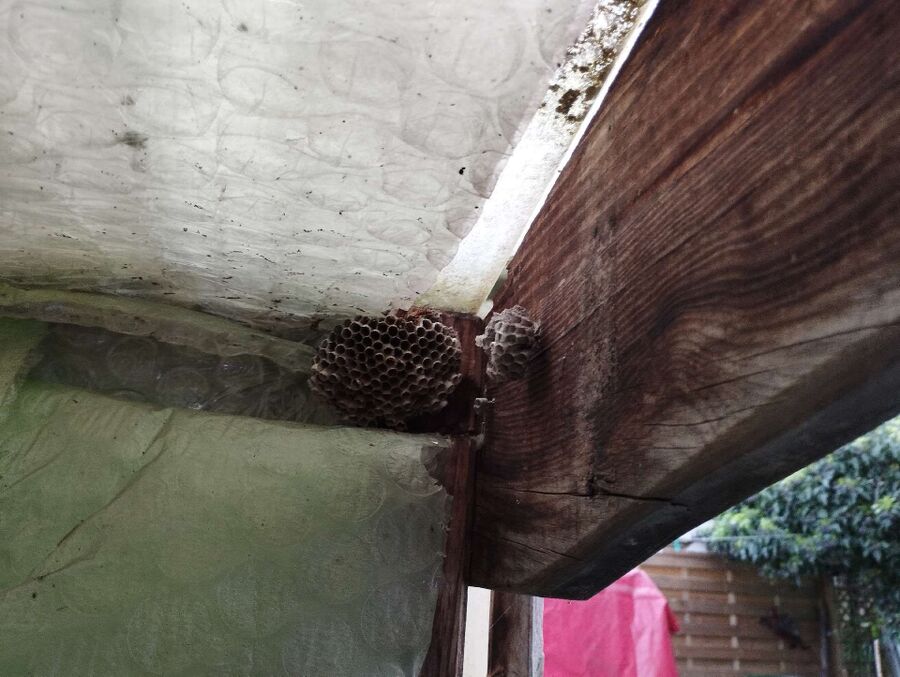 Bee nest at the house remove