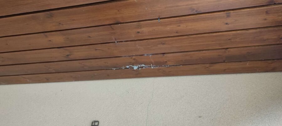 Relocate bees & remove bee nest