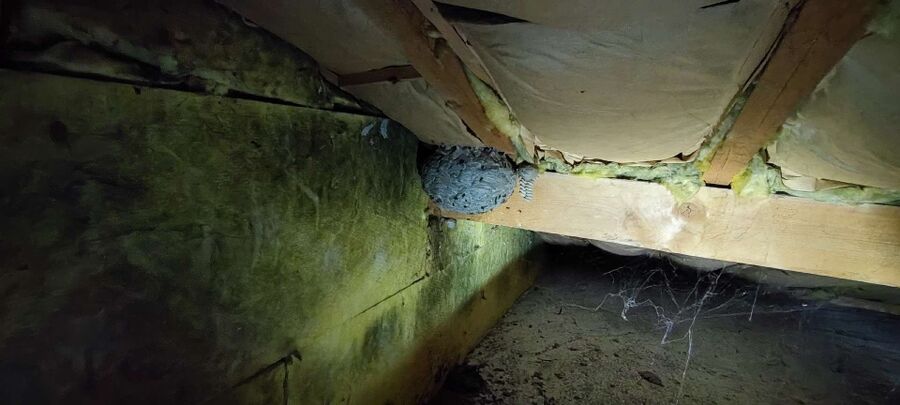 Bee nest at the house remove