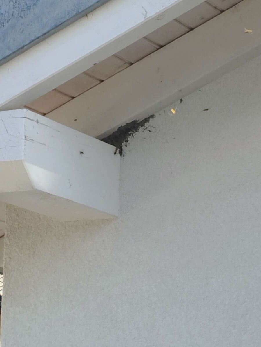 Bee nest at the house remove