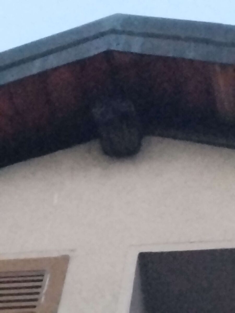 Bee nest at the house remove