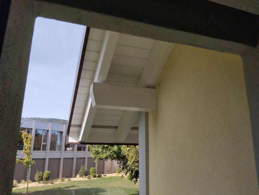 Relocate bees & remove bee nest