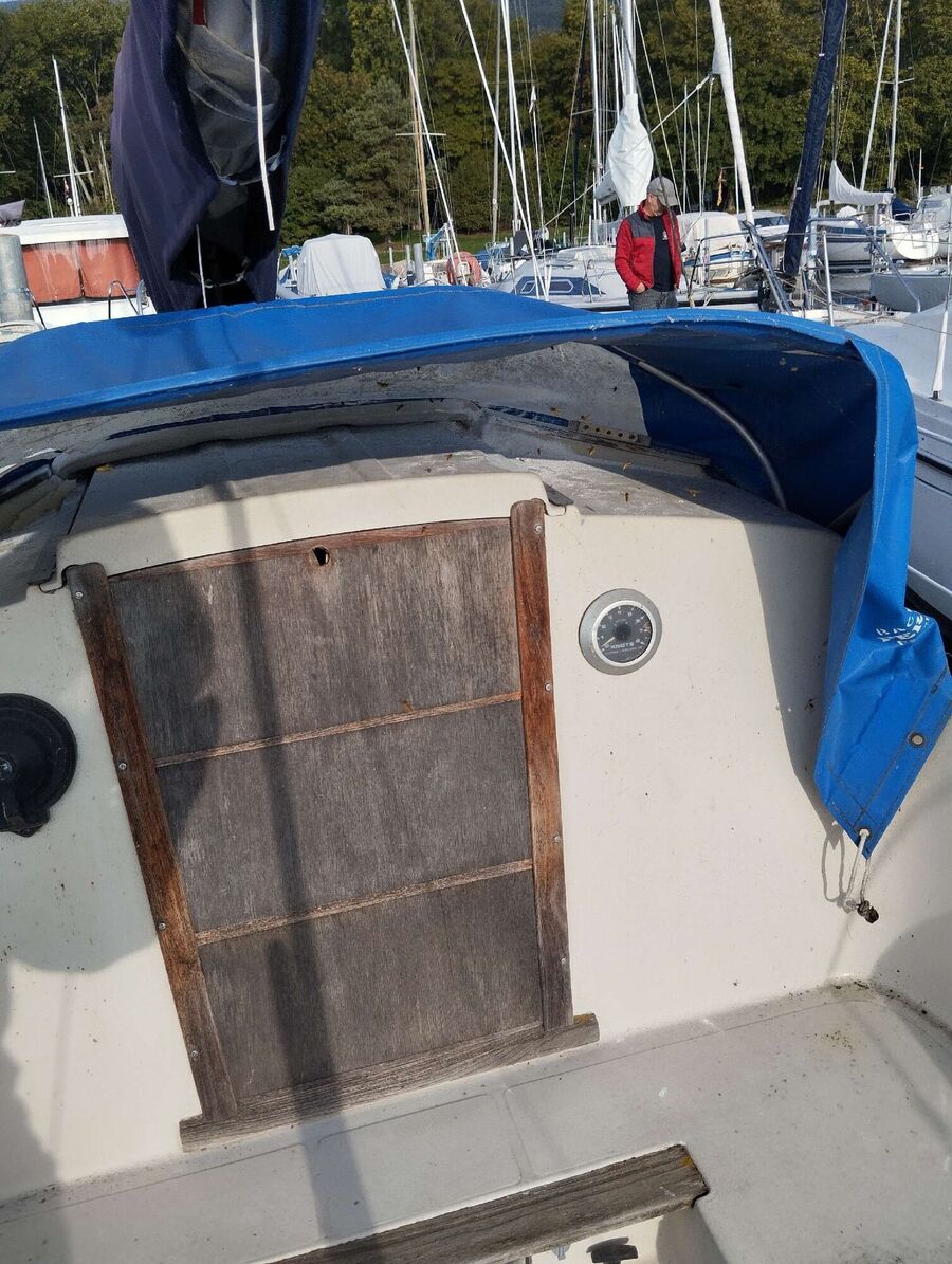 Relocate bees & remove bee nest