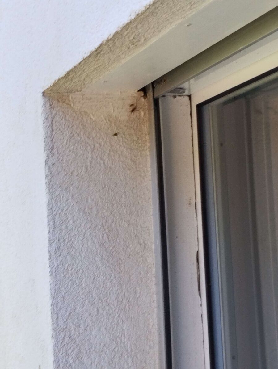 Bee nest at the house remove