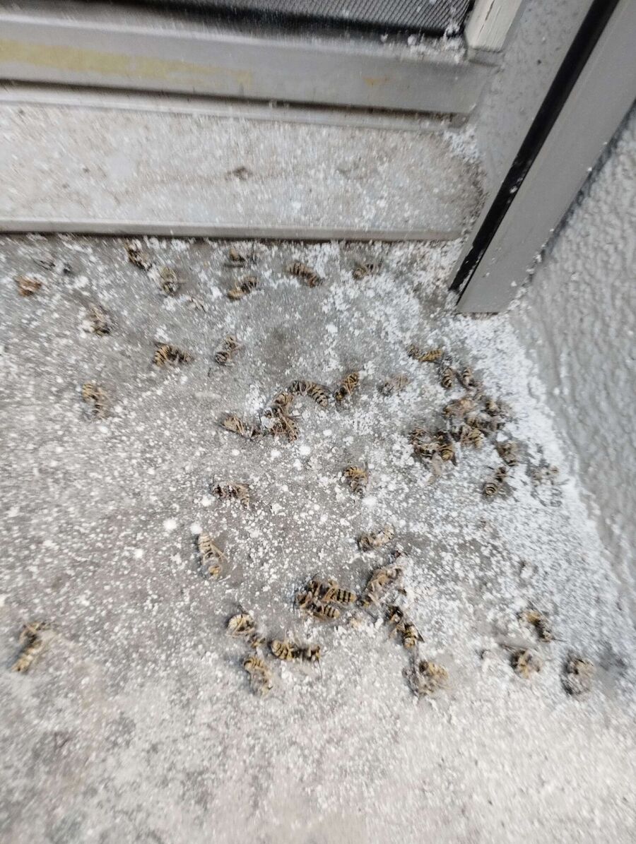 Bee nest at the house remove