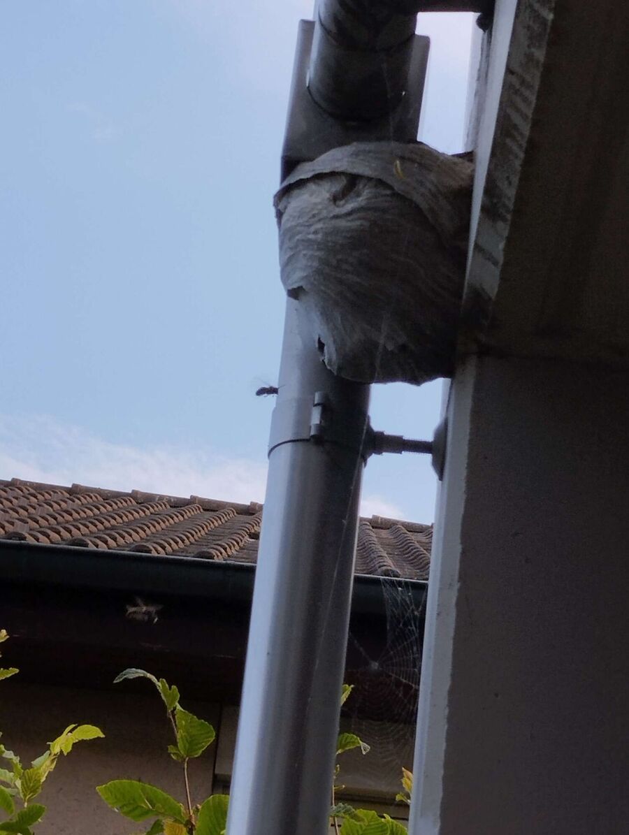 Bee nest at the house remove