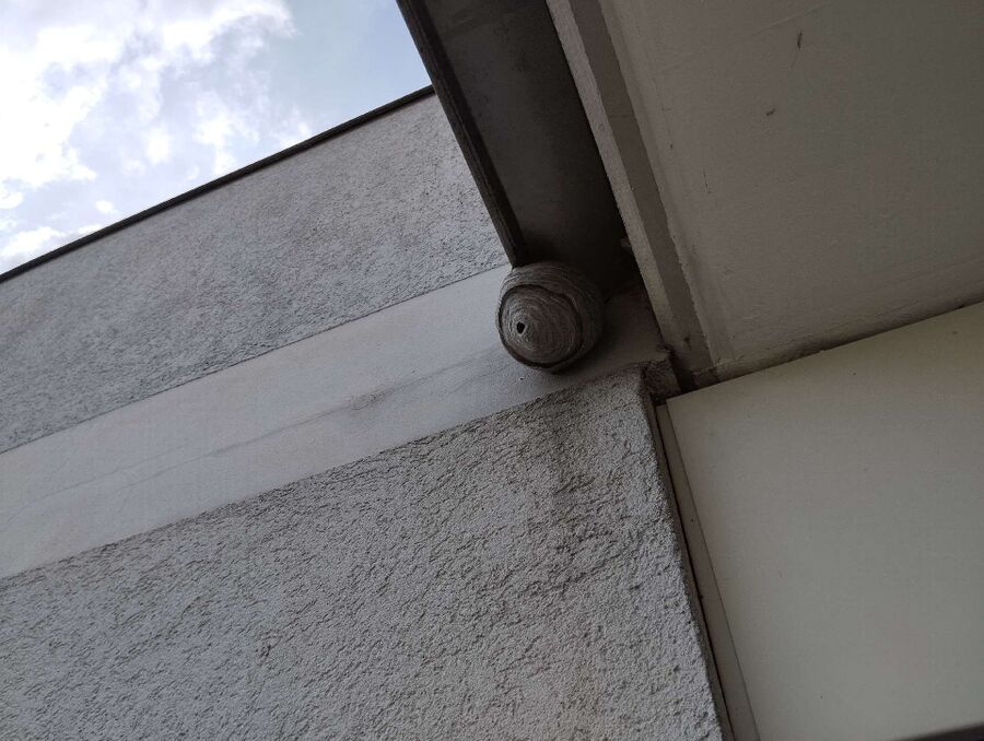 Relocate bees & remove bee nest