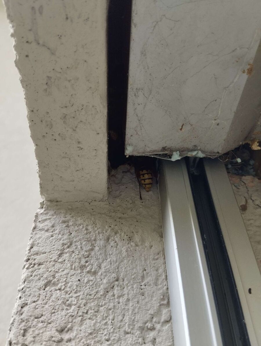 Bee nest at the house remove