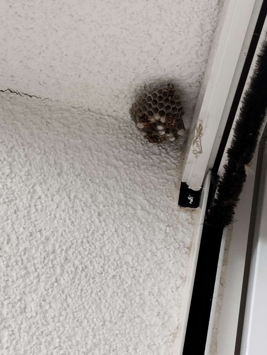 Bee nest at the house remove