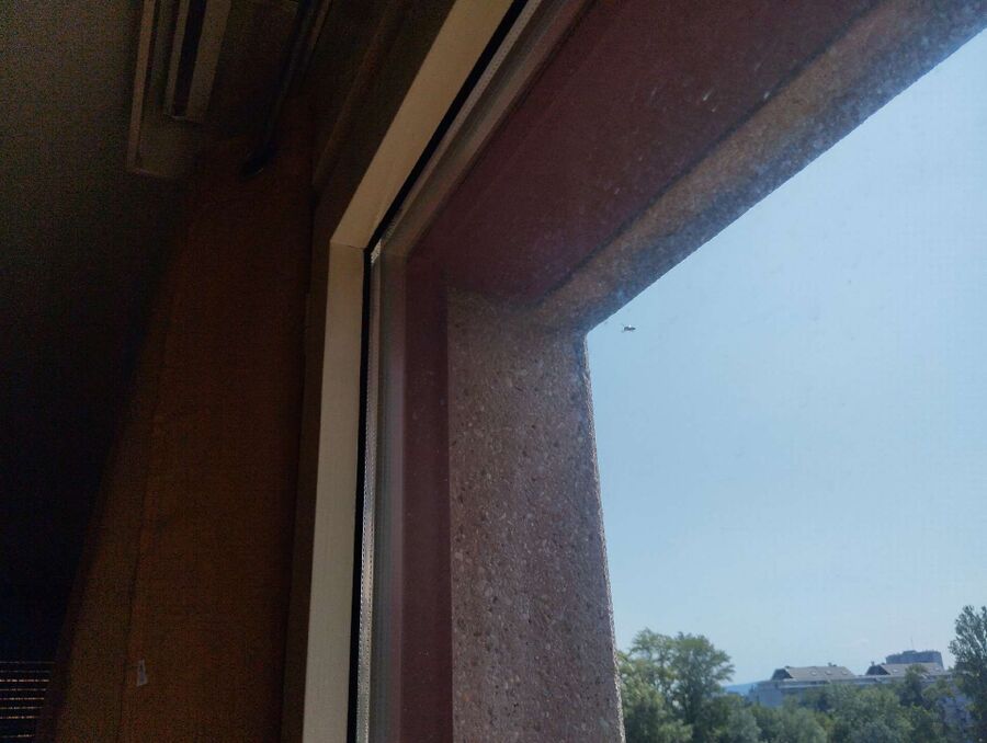 Relocate bees & remove bee nest