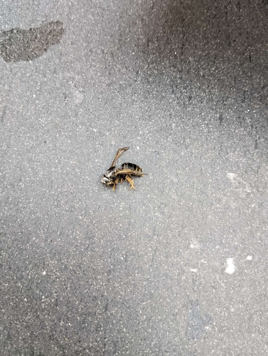 Bee nest at the house remove