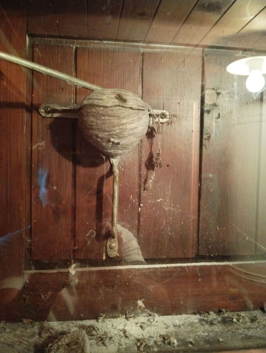 Bee nest at the house remove