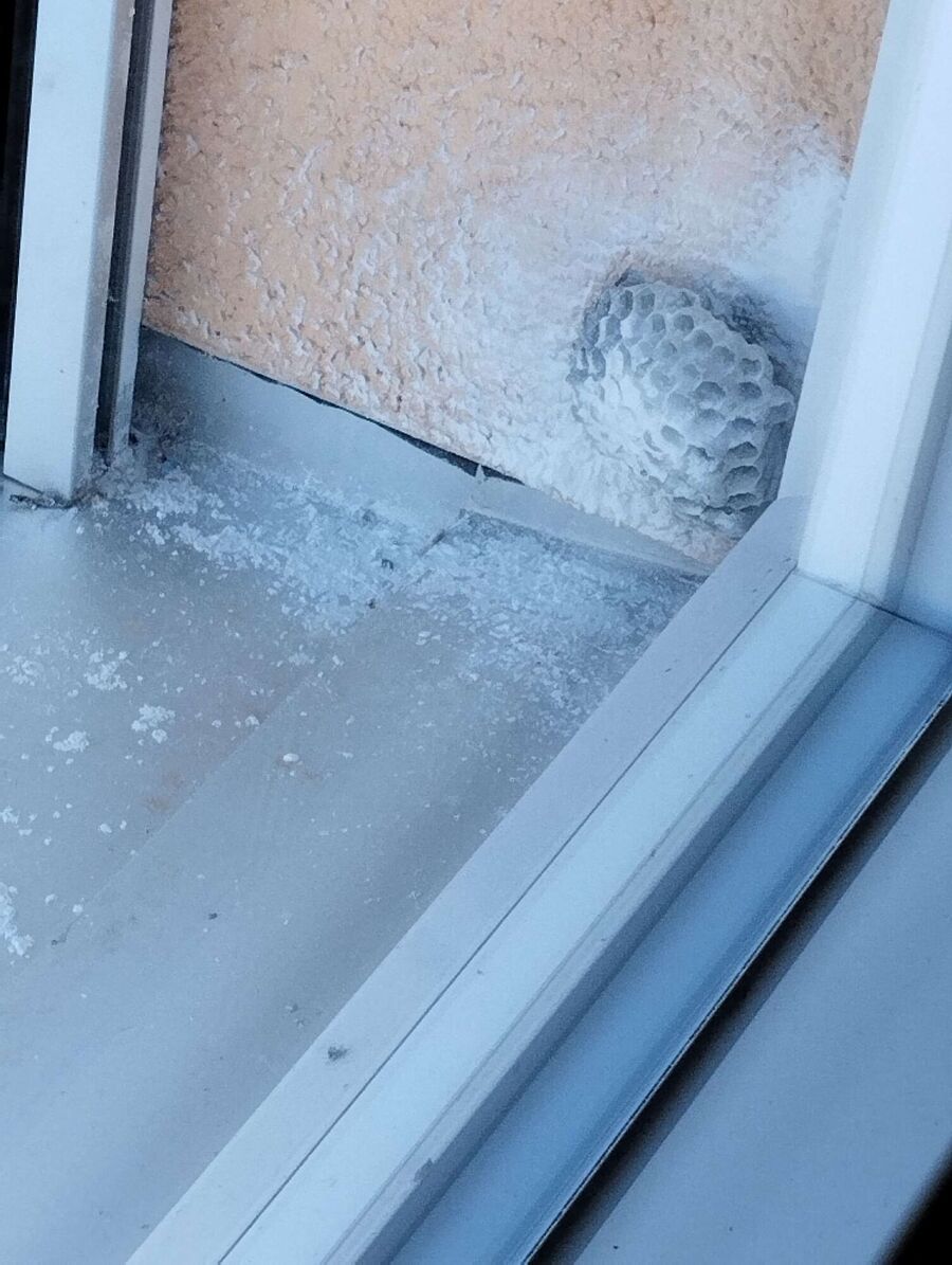 Bee nest at the house remove