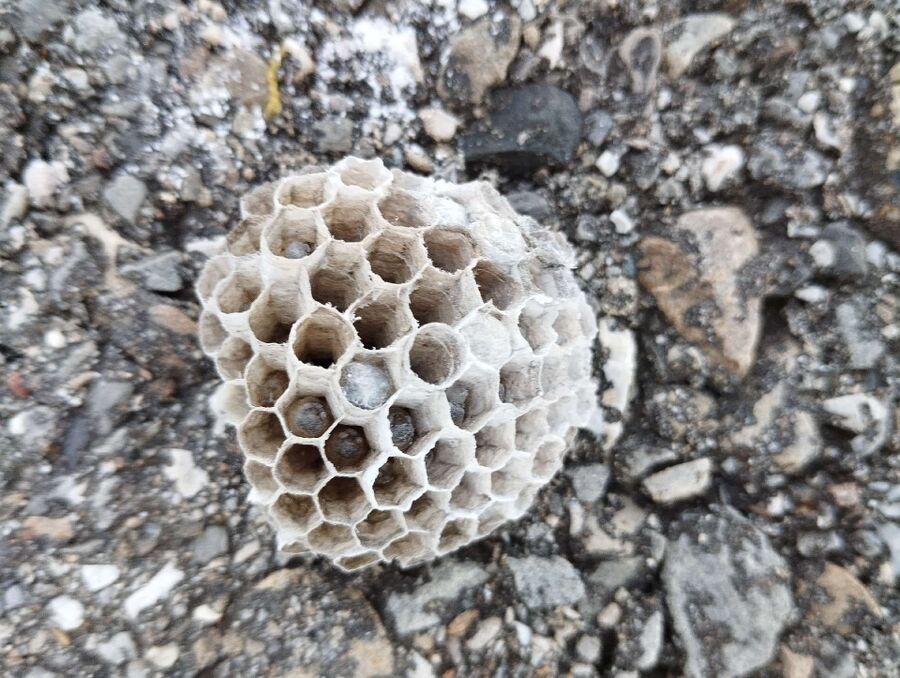 Bee nest at the house remove