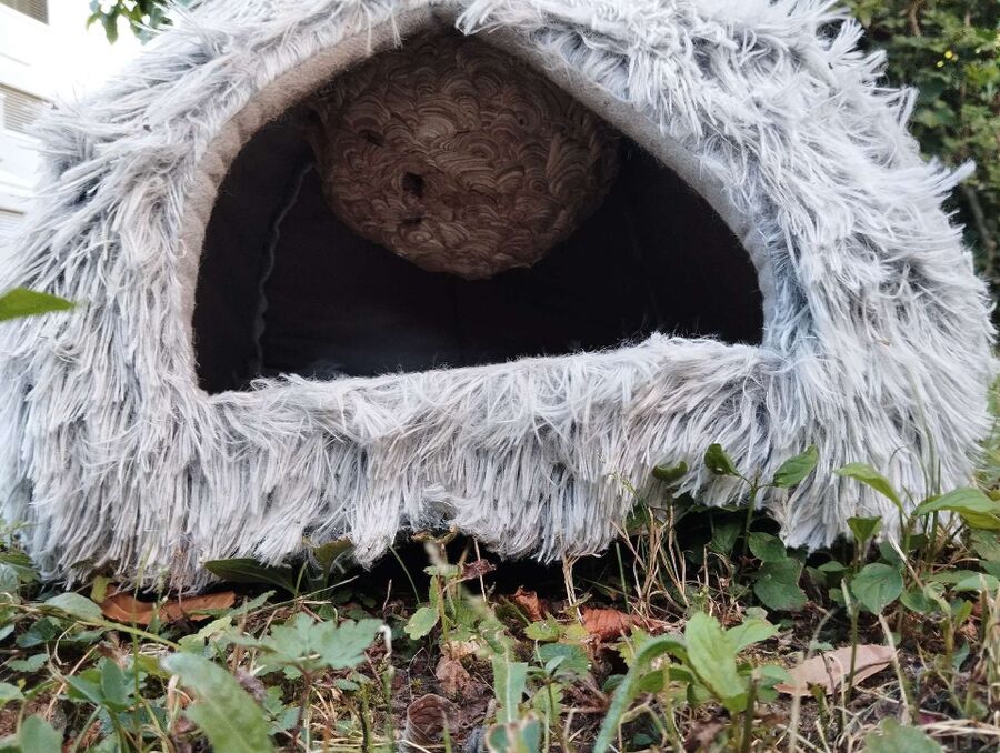 Relocate bees & remove bee nest