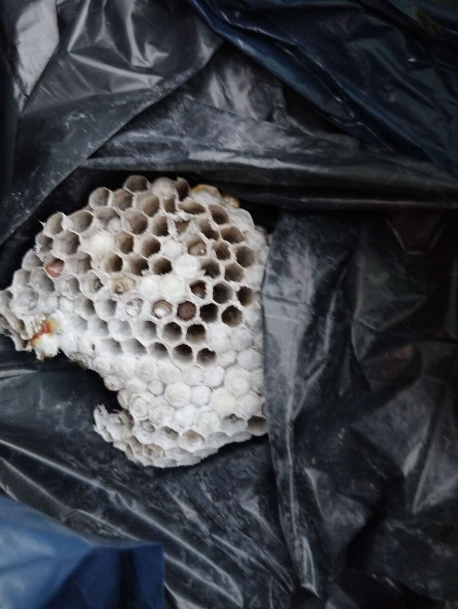 Relocate bees & remove bee nest