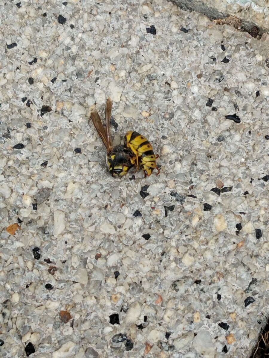 Bee nest at the house remove