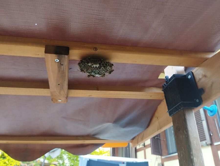 Bee nest at the house remove