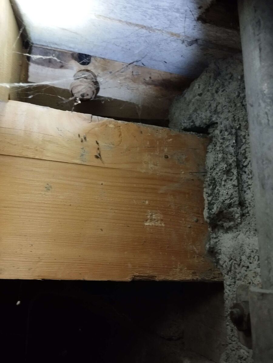 Bee nest at the house remove