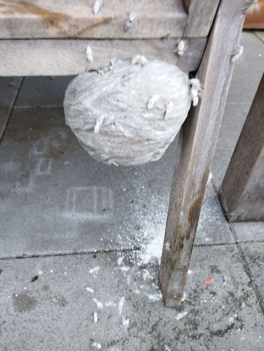 Bee nest at the house remove