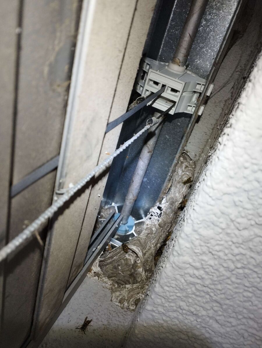 Relocate bees & remove bee nest