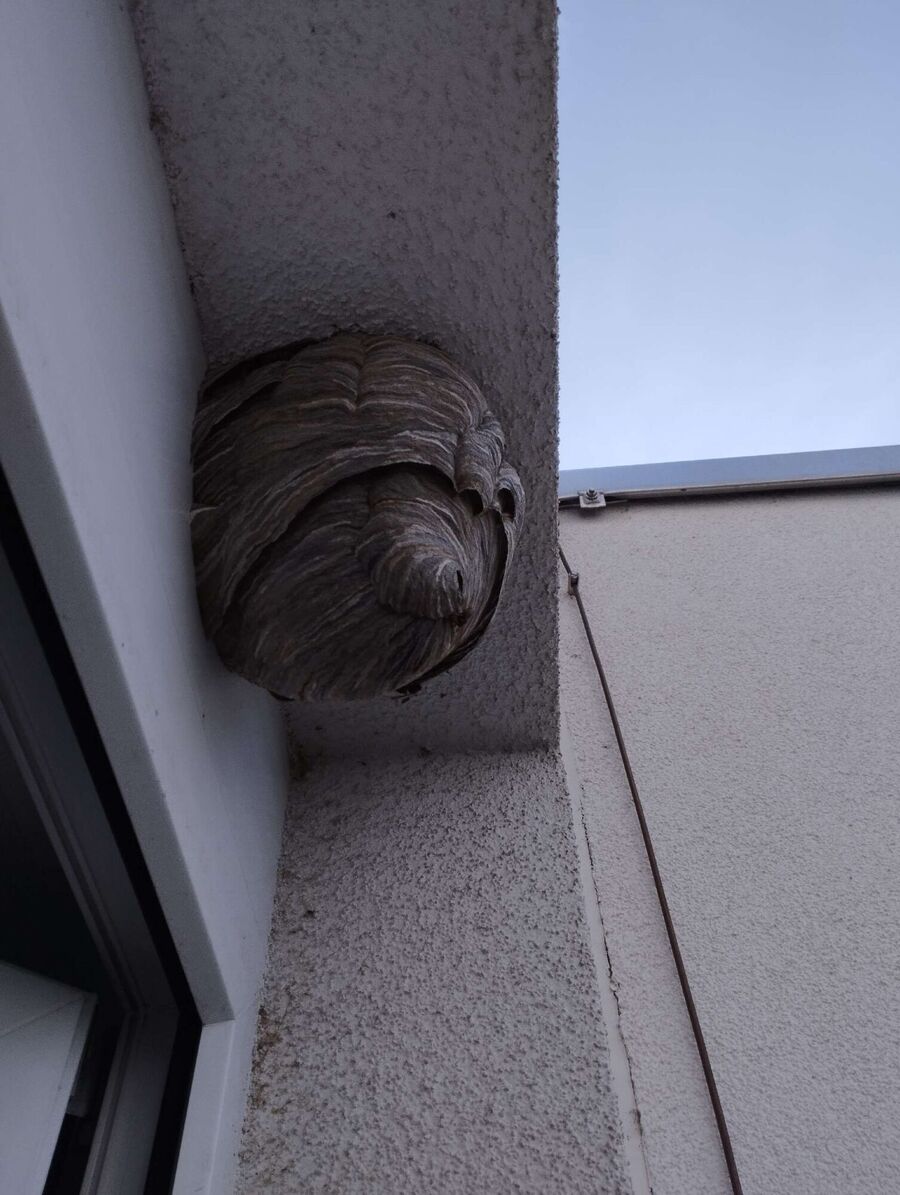 Remove bee nest